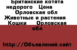 Британские котята недорого › Цена ­ 500 - Орловская обл. Животные и растения » Кошки   . Орловская обл.